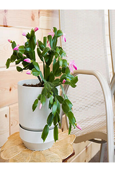 Bitkim Sende İç Mekan Bitkileri