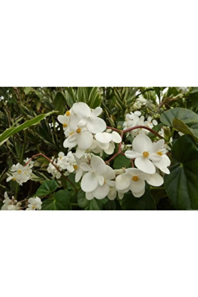 Bitkim Sende İç Mekan Bitkileri