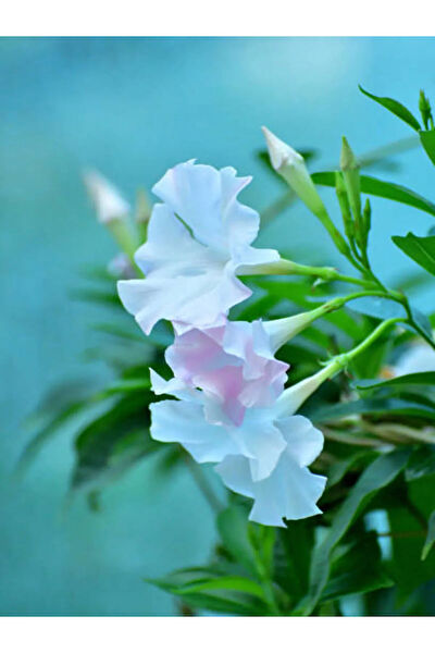 Bitkim Sende İç Mekan Bitkileri