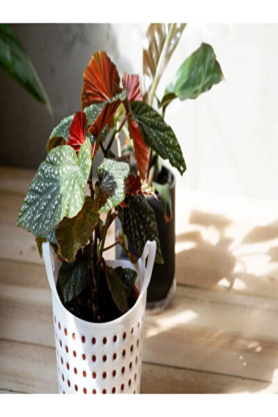 Bitkim Sende İç Mekan Bitkileri