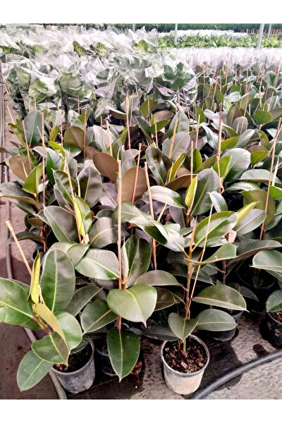 Bitkim Sende İç Mekan Bitkileri