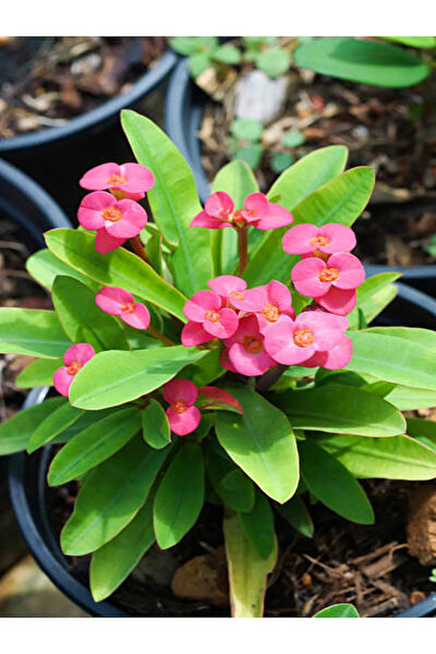 Bitkim Sende İç Mekan Bitkileri