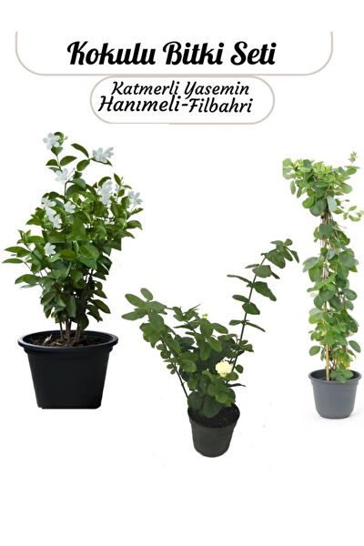 Bitkim Sende İç Mekan Bitkileri