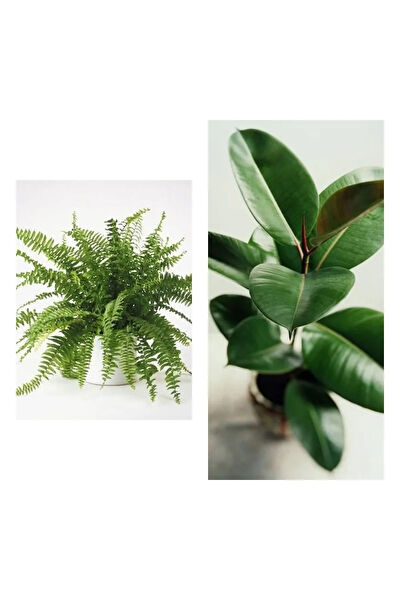 Bitkim Sende İç Mekan Bitkileri