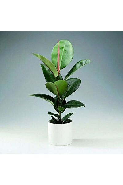 Bitkim Sende İç Mekan Bitkileri