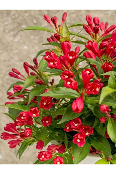 Bitkim Sende İç Mekan Bitkileri