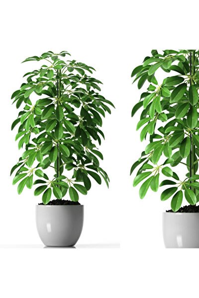 Bitkim Sende İç Mekan Bitkileri