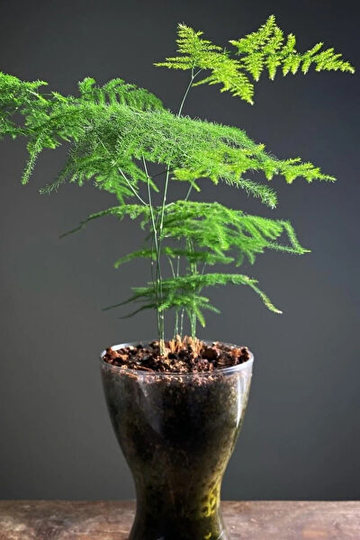 Bitkim Sende İç Mekan Bitkileri