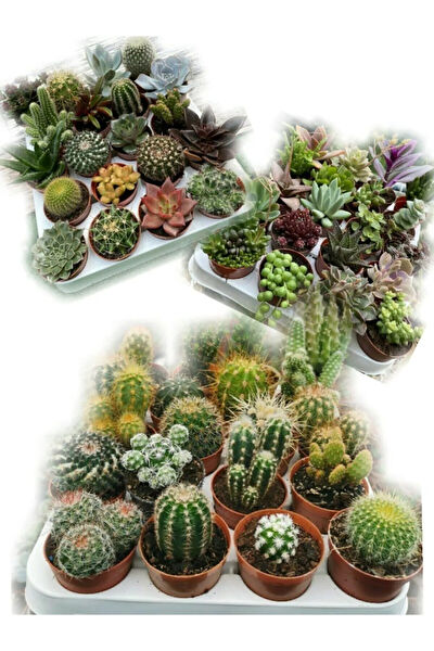 Bitkim Sende İç Mekan Bitkileri