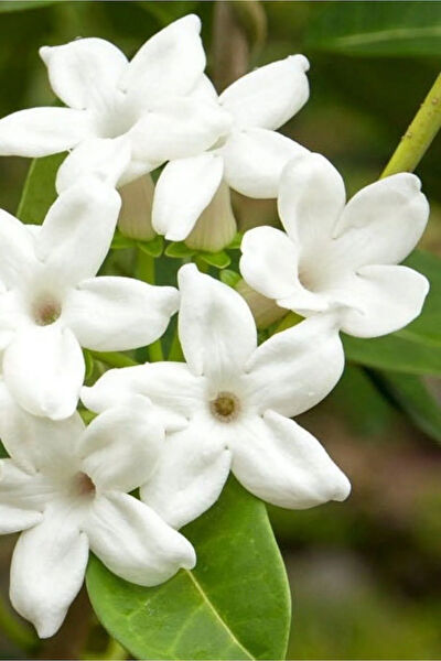 Bitkim Sende İç Mekan Bitkileri