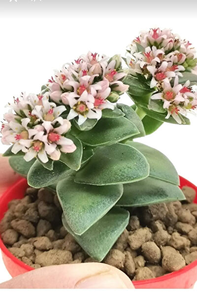 Bitkim Sende İç Mekan Bitkileri