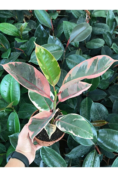 Bitkim Sende İç Mekan Bitkileri