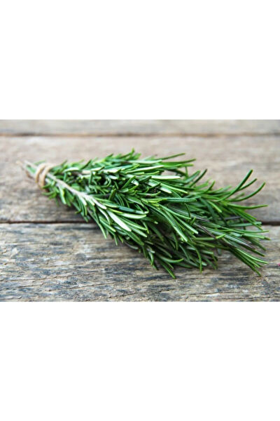 Bitkim Sende İç Mekan Bitkileri