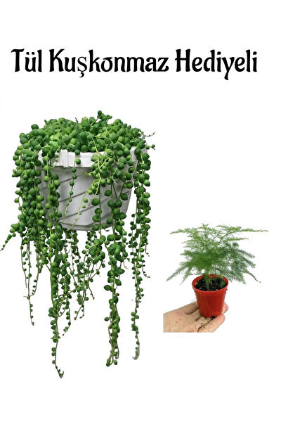 Bitkim Sende İç Mekan Bitkileri