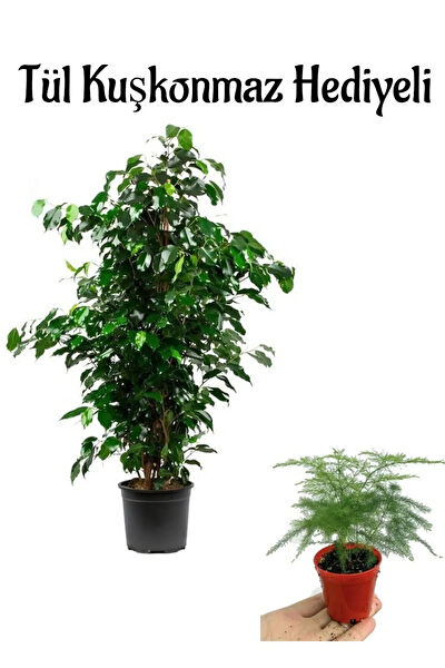 Bitkim Sende İç Mekan Bitkileri