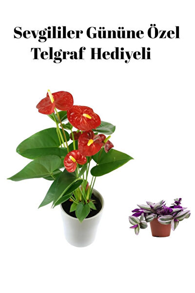 Bitkim Sende İç Mekan Bitkileri