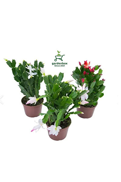 Bitkim Sende İç Mekan Bitkileri