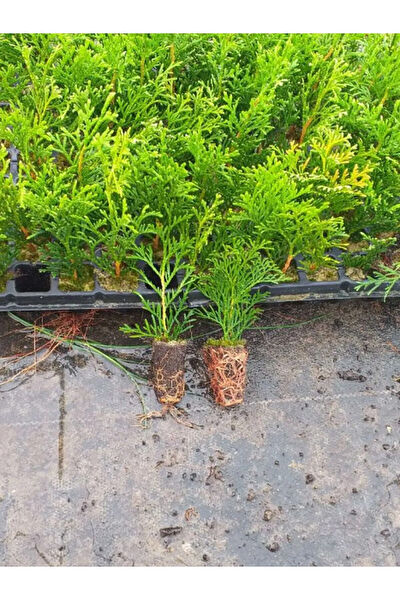 Bitkim Sende İç Mekan Bitkileri