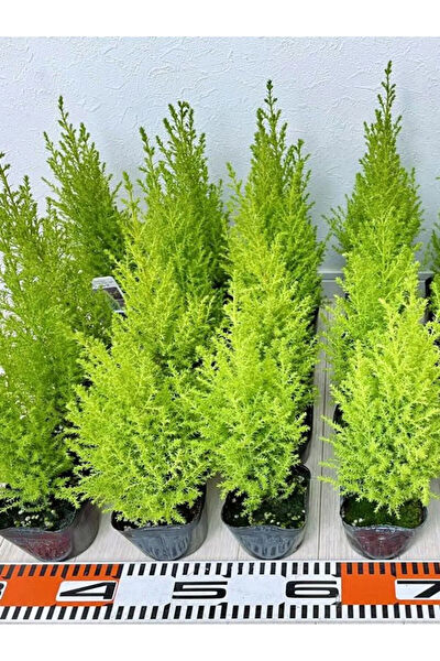 Bitkim Sende İç Mekan Bitkileri