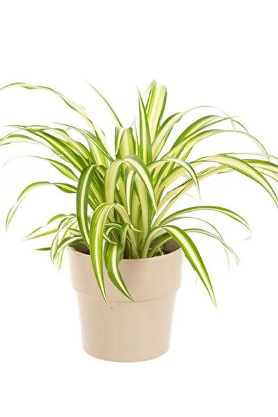 Bitkim Sende İç Mekan Bitkileri