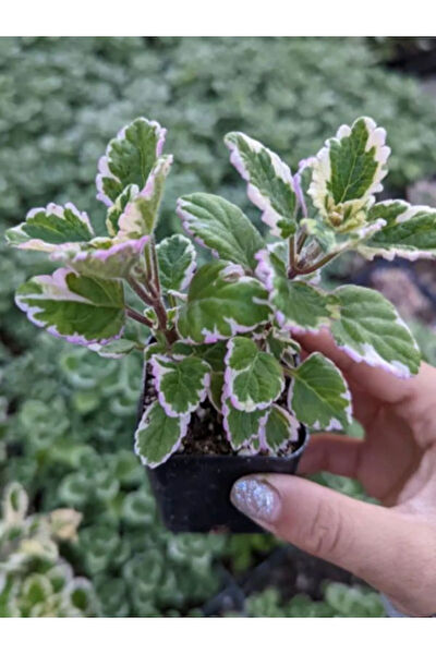 Bitkim Sende İç Mekan Bitkileri