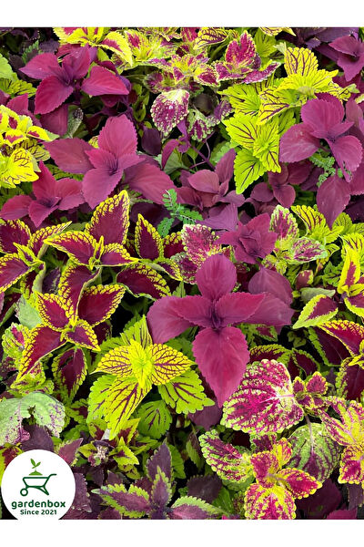 Bitkim Sende İç Mekan Bitkileri