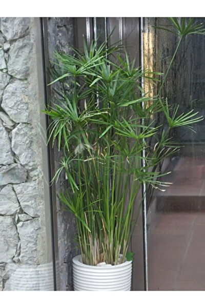 Bitkim Sende İç Mekan Bitkileri