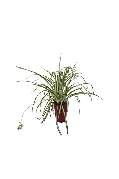 Bitkim Sende İç Mekan Bitkileri