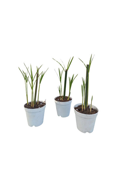 Bitkim Sende İç Mekan Bitkileri