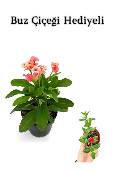 Bitkim Sende İç Mekan Bitkileri