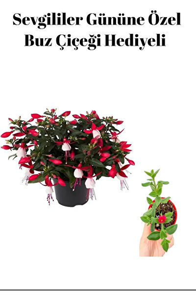 Bitkim Sende İç Mekan Bitkileri