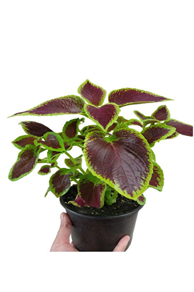 Bitkim Sende İç Mekan Bitkileri