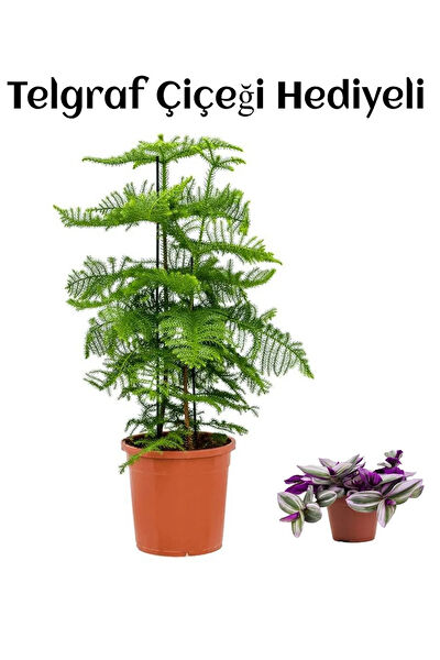 Bitkim Sende İç Mekan Bitkileri