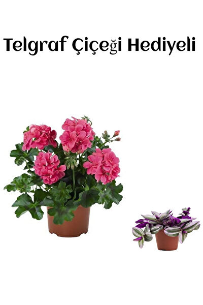 Bitkim Sende İç Mekan Bitkileri