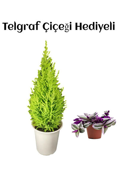 Bitkim Sende İç Mekan Bitkileri