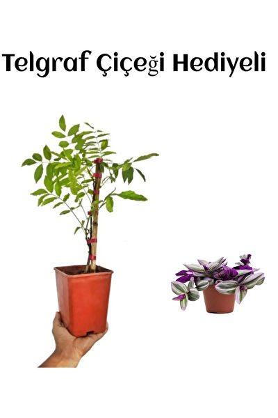 Bitkim Sende İç Mekan Bitkileri