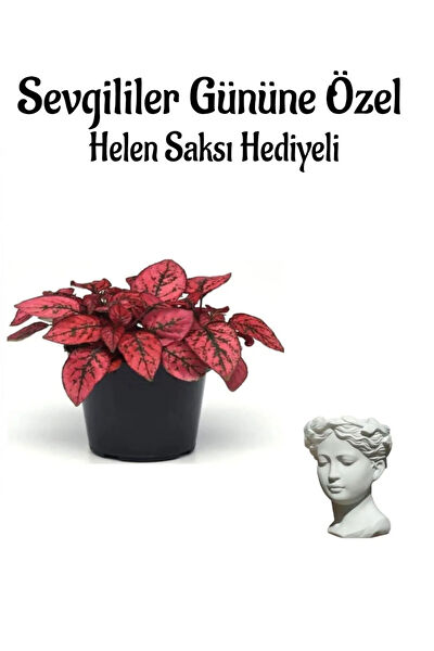 Bitkim Sende İç Mekan Bitkileri