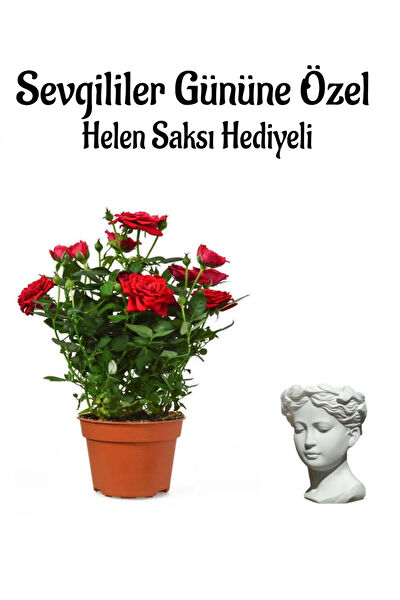 Bitkim Sende İç Mekan Bitkileri