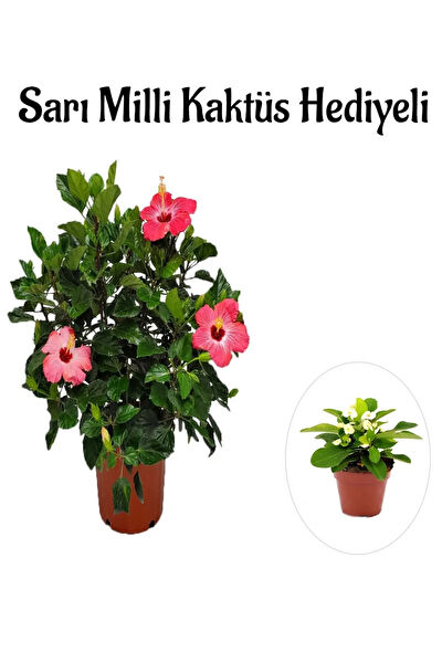 Bitkim Sende İç Mekan Bitkileri