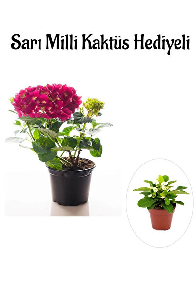 Bitkim Sende İç Mekan Bitkileri