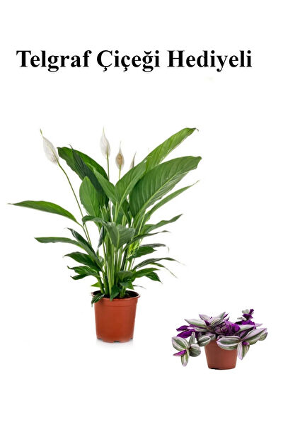 Bitkim Sende İç Mekan Bitkileri