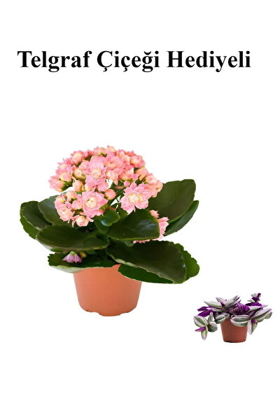 Bitkim Sende İç Mekan Bitkileri