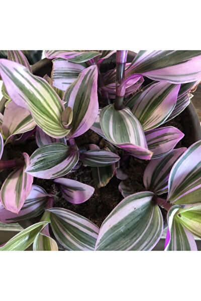 Bitkim Sende İç Mekan Bitkileri