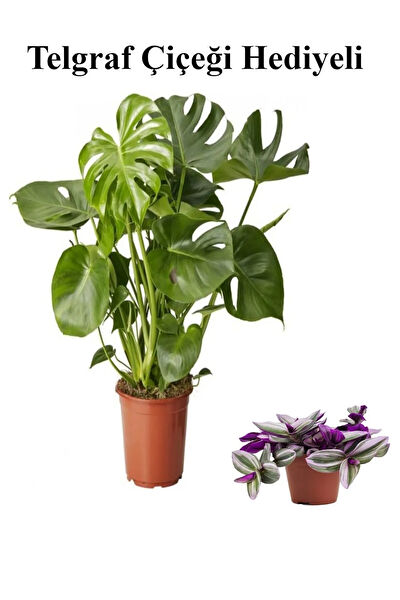 Bitkim Sende İç Mekan Bitkileri