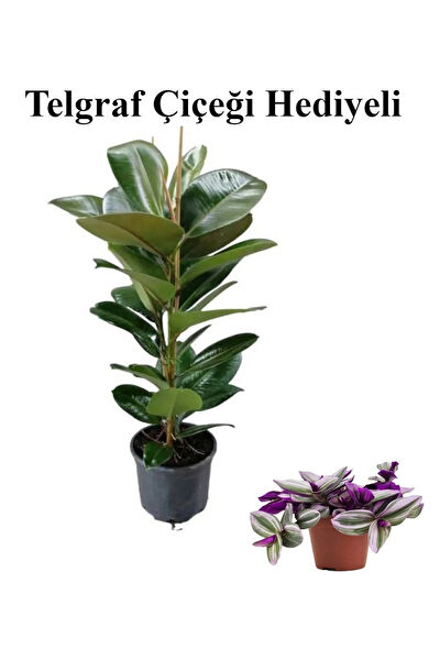 Bitkim Sende İç Mekan Bitkileri