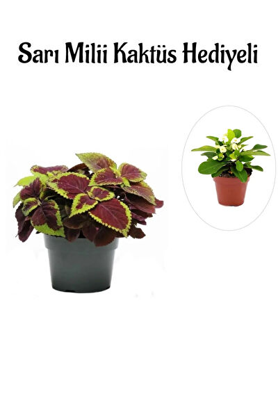 Bitkim Sende İç Mekan Bitkileri