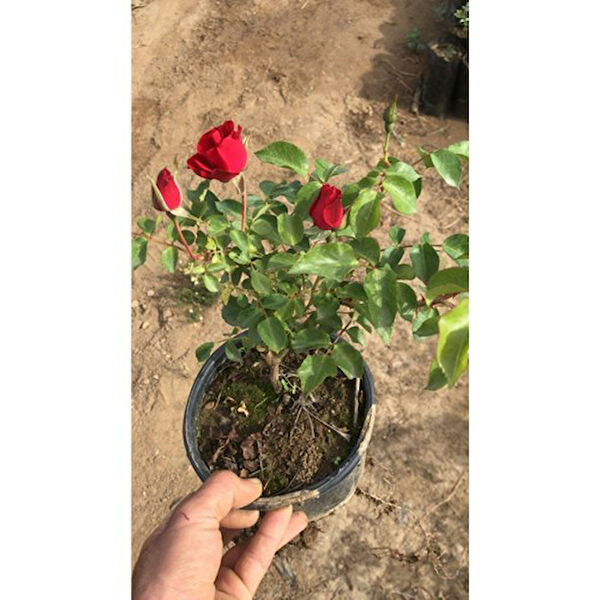 Mimoza Bitki Market İç Mekan Bitkileri