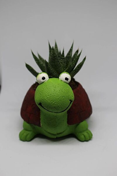 Cactus Garden Sukulent