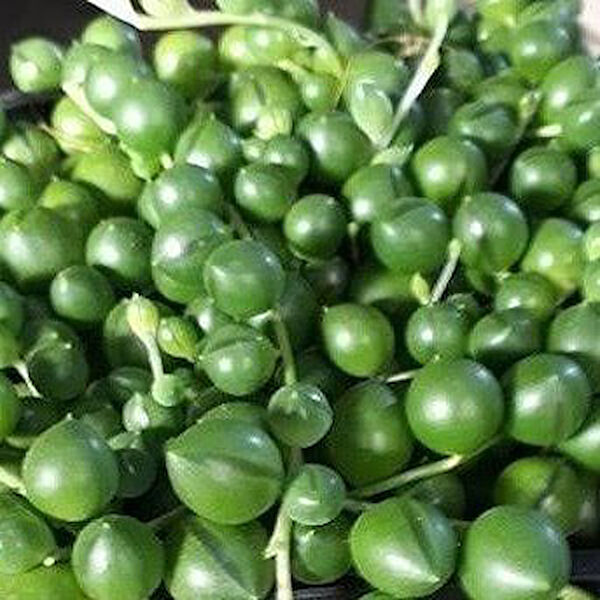 Berke Fidancılık İç Mekan Bitkileri