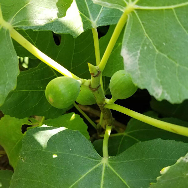 Berke Fidancılık Fidan